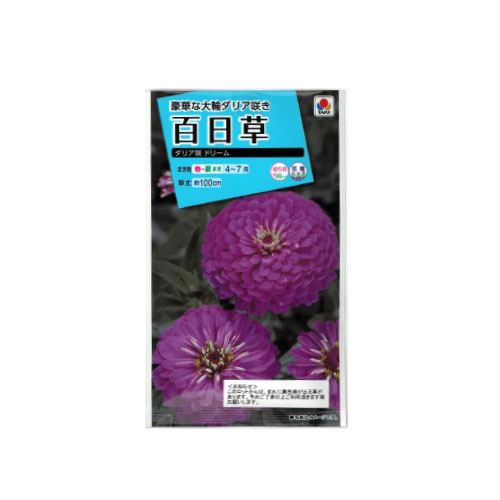 【ネコポス対応】 百日草 ダリア咲 ドリーム