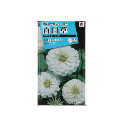 【ネコポス対応】 百日草 ダリア咲 ポーラベア