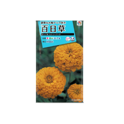 【ネコポス対応】 百日草 ダリア咲 カナリーバード