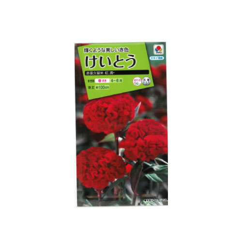 【ネコポス対応】 ケイトウ 赤茎久留米 紅貴