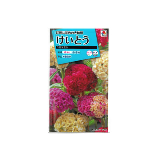 【ネコポス対応】 ケイトウ 久留米混合