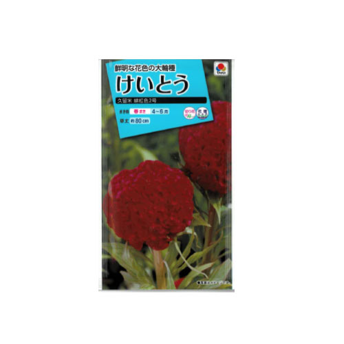 【ネコポス対応】 ケイトウ 久留米 緋紅色2号