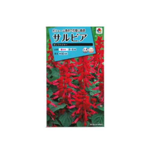 【ネコポス対応】 サルビア ボンファイヤー