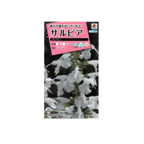 【ネコポス対応】 サルビア ユキプルコ