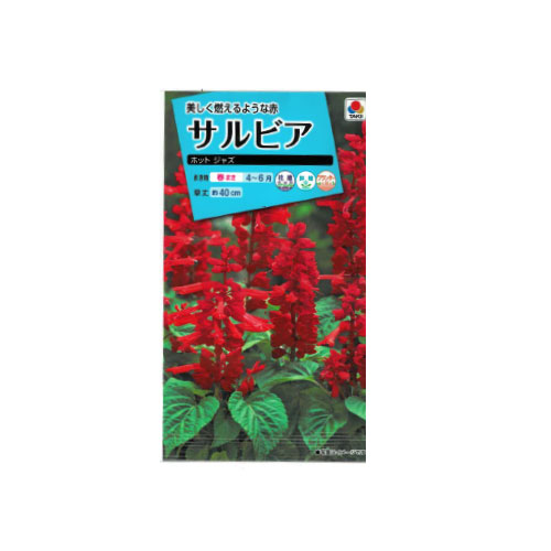 【ネコポス対応】 サルビア ホットジャズ