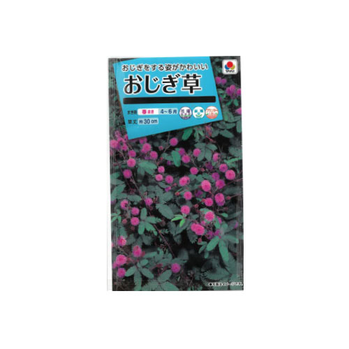 【ネコポス対応】 おじぎ草