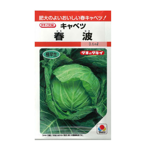 タキイ種苗　春波 キャベツ