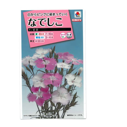 なでしこ　初恋