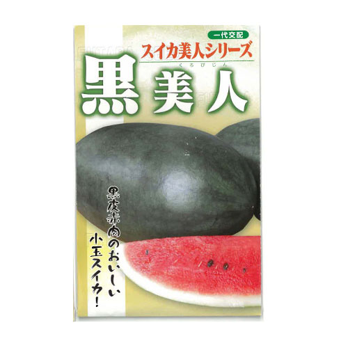 フタバ種苗 黒美人 スイカ