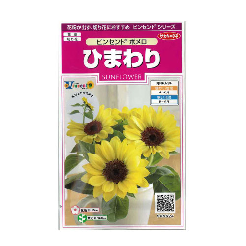 ひまわり ビンセントポメロ