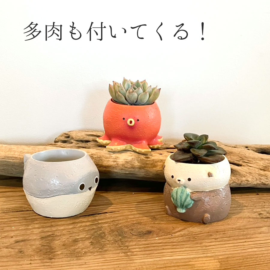 【送料無料】リトルレジンポット 海の人気者+多肉セット