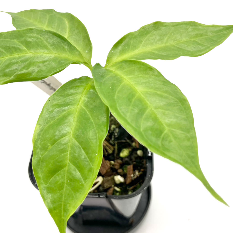 【一点もの】ショクダイオオコンニャク