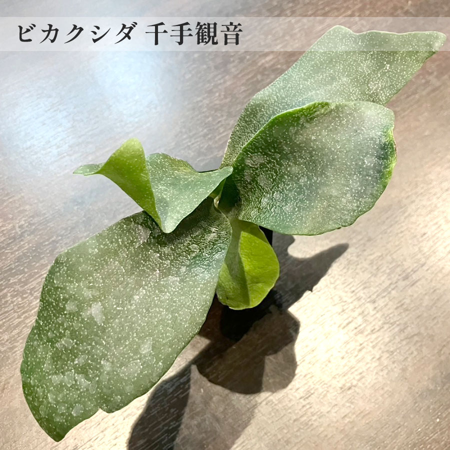 【一点もの】ビカクシダ 千手観音