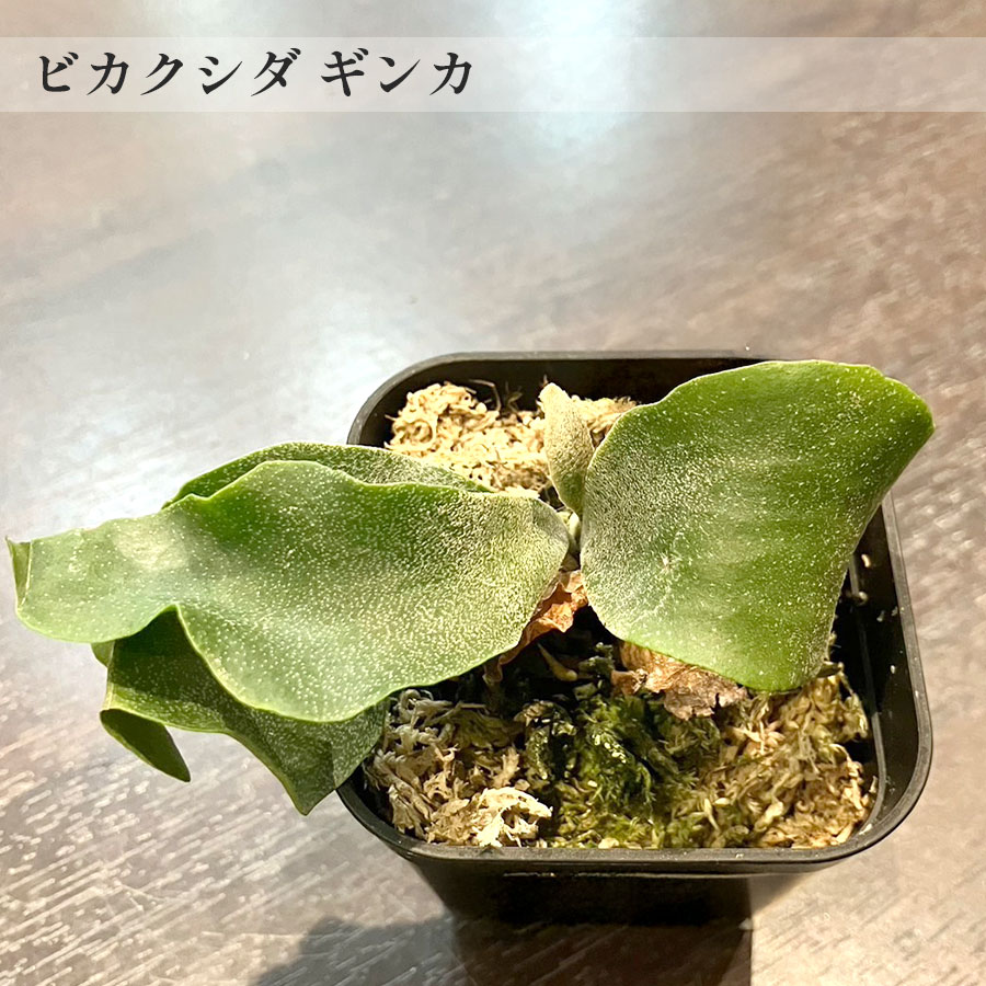 【一点もの】ビカクシダ ギンカ