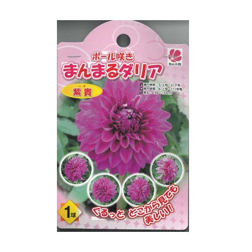 ボール咲きまんまるダリア 紫貴