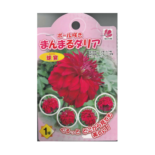 ボール咲きまんまるダリア 球宴