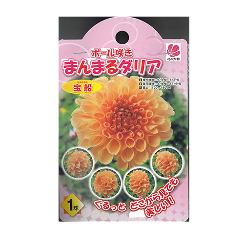 ボール咲きまんまるダリア 宝船