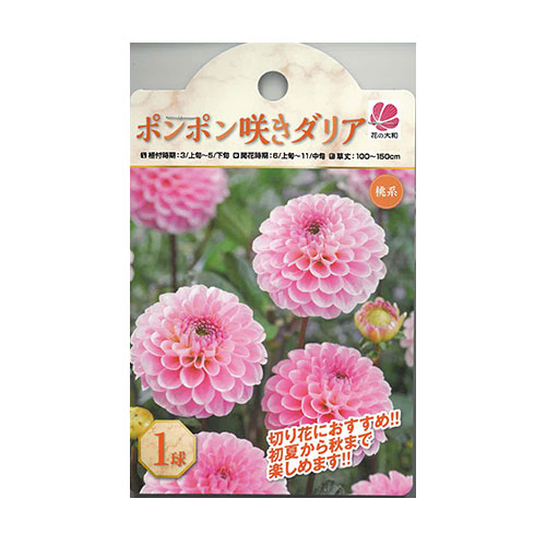 ポンポン咲きダリア 桃系