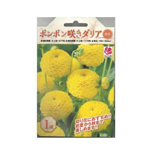 ポンポン咲きダリア 黄系