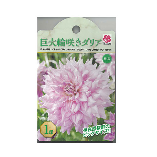 巨大輪咲きダリア 桃系