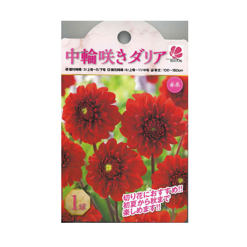 中輪咲きダリア 赤系