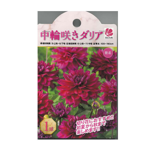 中輪咲きダリア 紫系