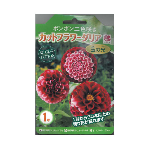 ポンポン二色咲きカットフラワーダリア 玉の光