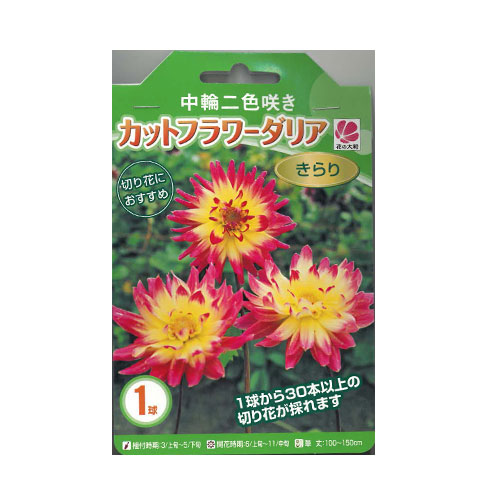 中輪二色咲きカットフラワーダリア きらり
