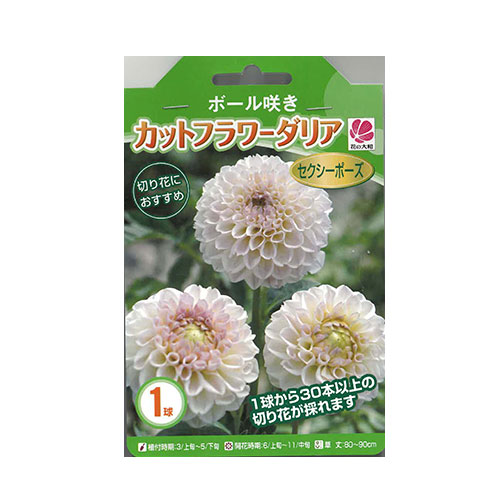 ボール咲きカットフラワーダリア セクシーポーズ