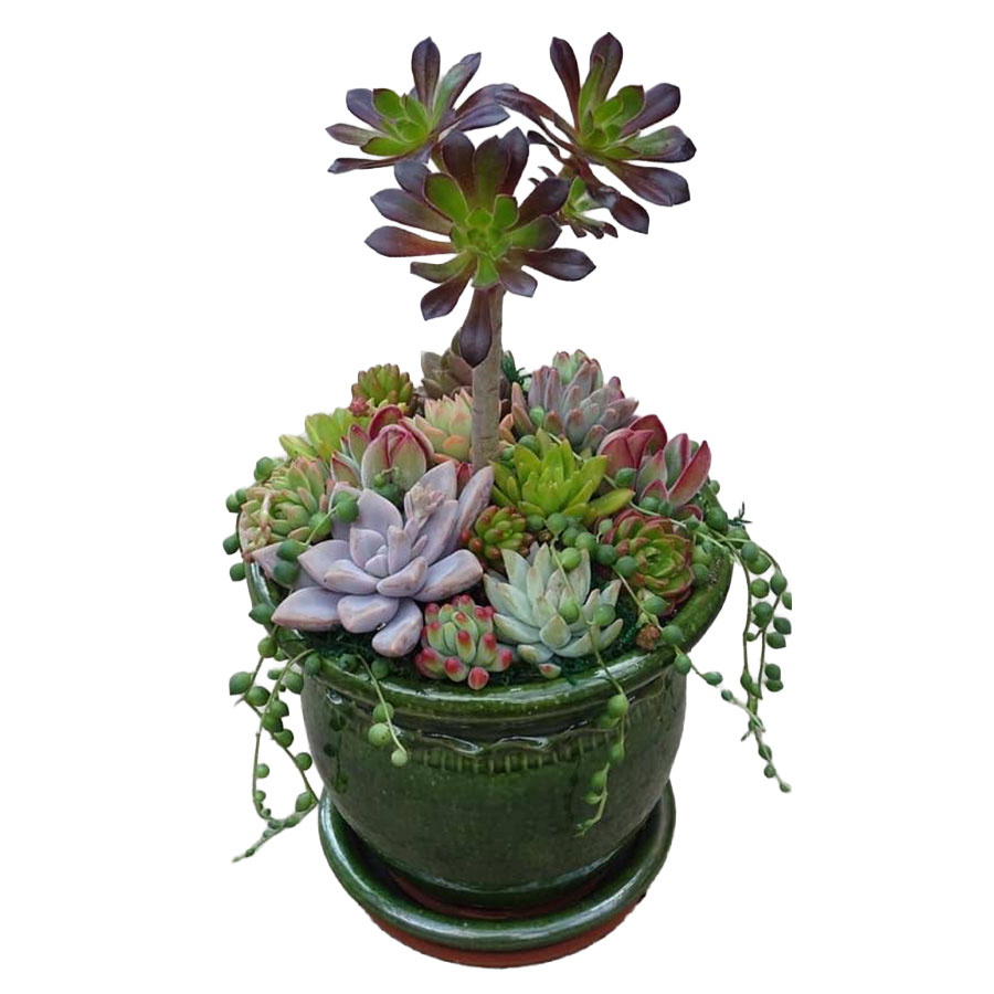 【3/30(月)開催】多肉の寄せ植えワークショップ