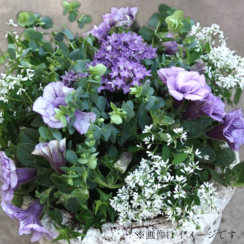 【4/27(日)開催】花の寄せ植えワークショップ