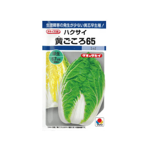 タキイ種苗 黄ごころ65 ハクサイ