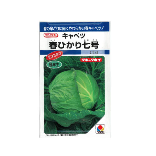 タキイ種苗 春ひかり七号 キャベツ