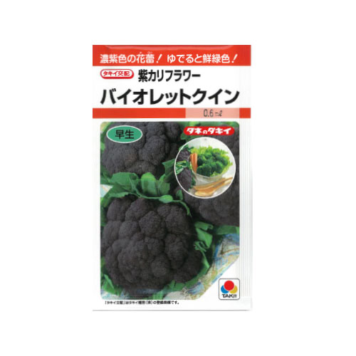 タキイ種苗 バイオレットクイン 紫カリフラワー