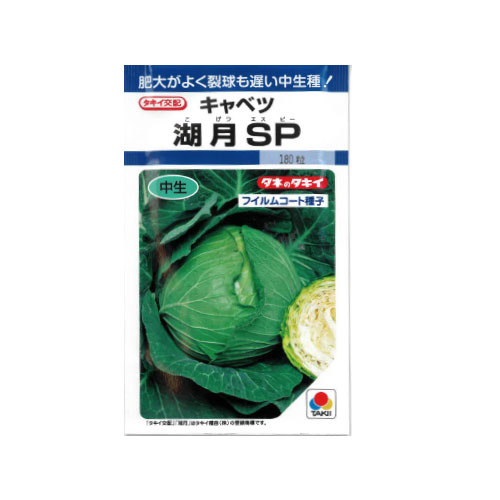 タキイ種苗 湖月SP キャベツ