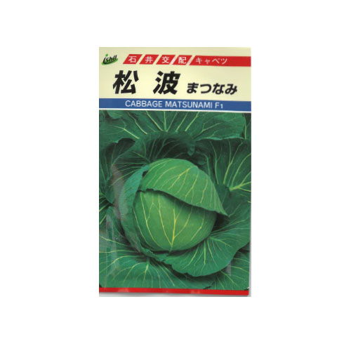 石井育種場 松波 キャベツ