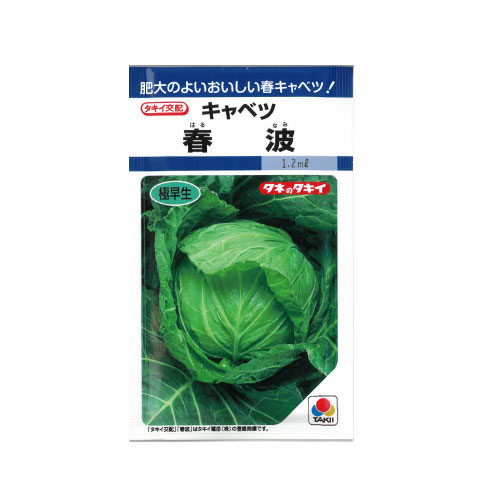 タキイ種苗 春波 キャベツ