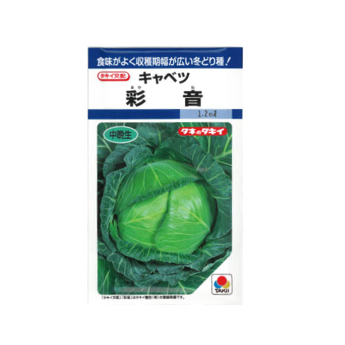 タキイ種苗 彩音 キャベツ