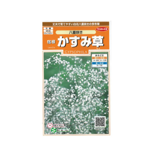 かすみ草 八重咲き