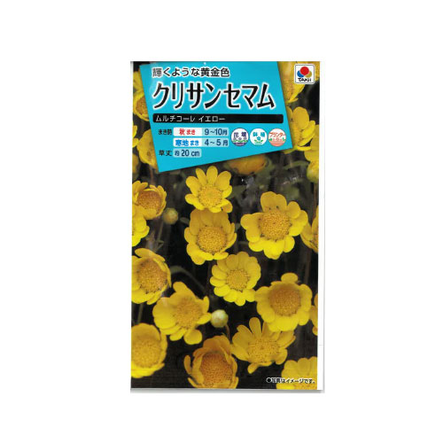 クリサンセマム ムルチコーレイエロー