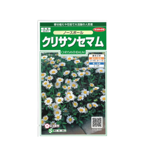 クリサンセマム ノースポール