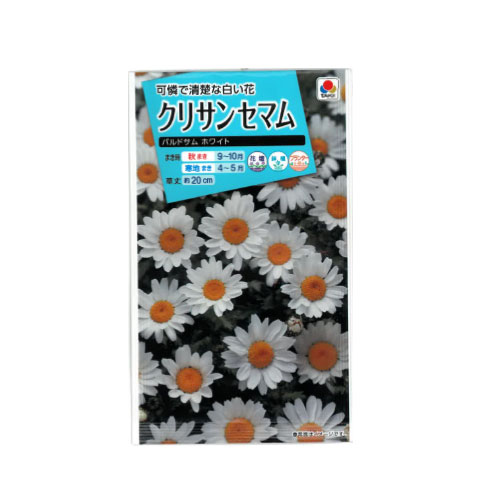 クリサンセマム パルドサムホワイト