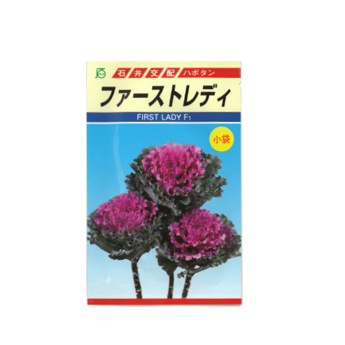 葉牡丹 ファーストレディ