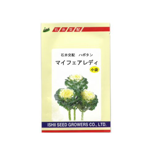葉牡丹 マイフェアレディ