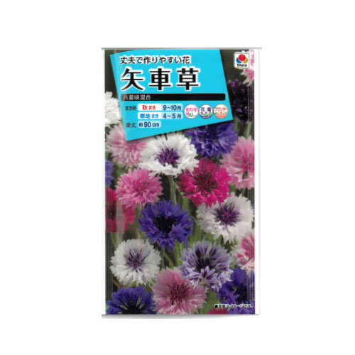 矢車草 八重咲混合