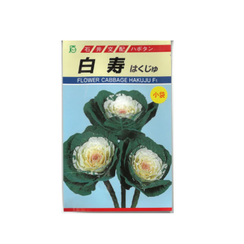 葉牡丹 白寿