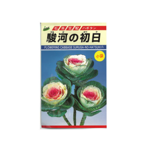 葉牡丹 駿河の初日