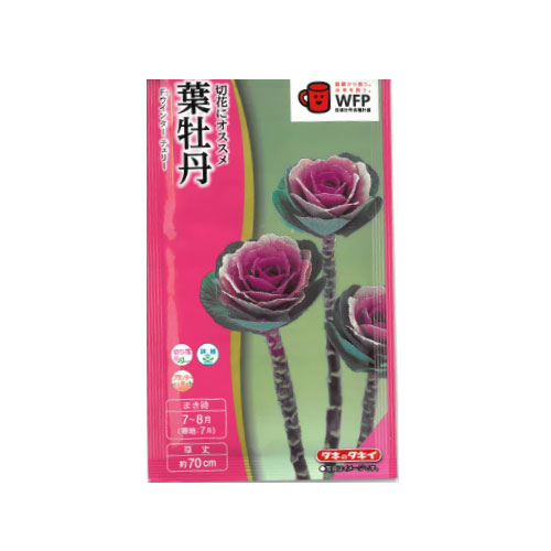 葉牡丹 ウインターチェリー
