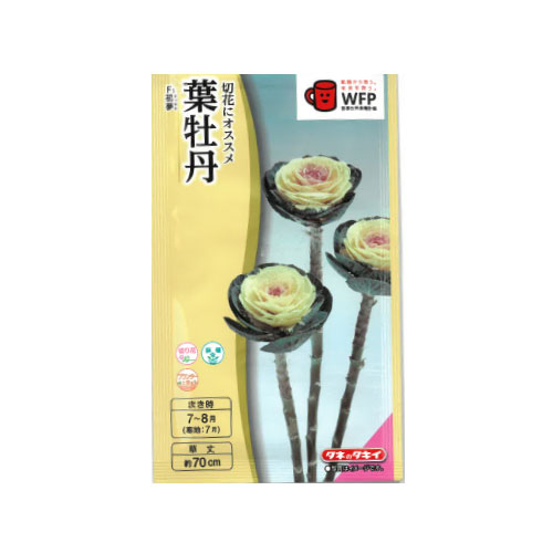 葉牡丹 初夢