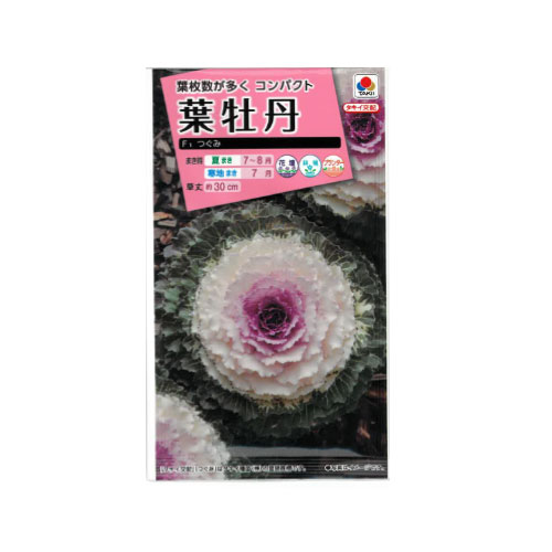 葉牡丹 つぐみ